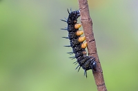 rups dagpauwoog (Aglais io) 8-2017 3362